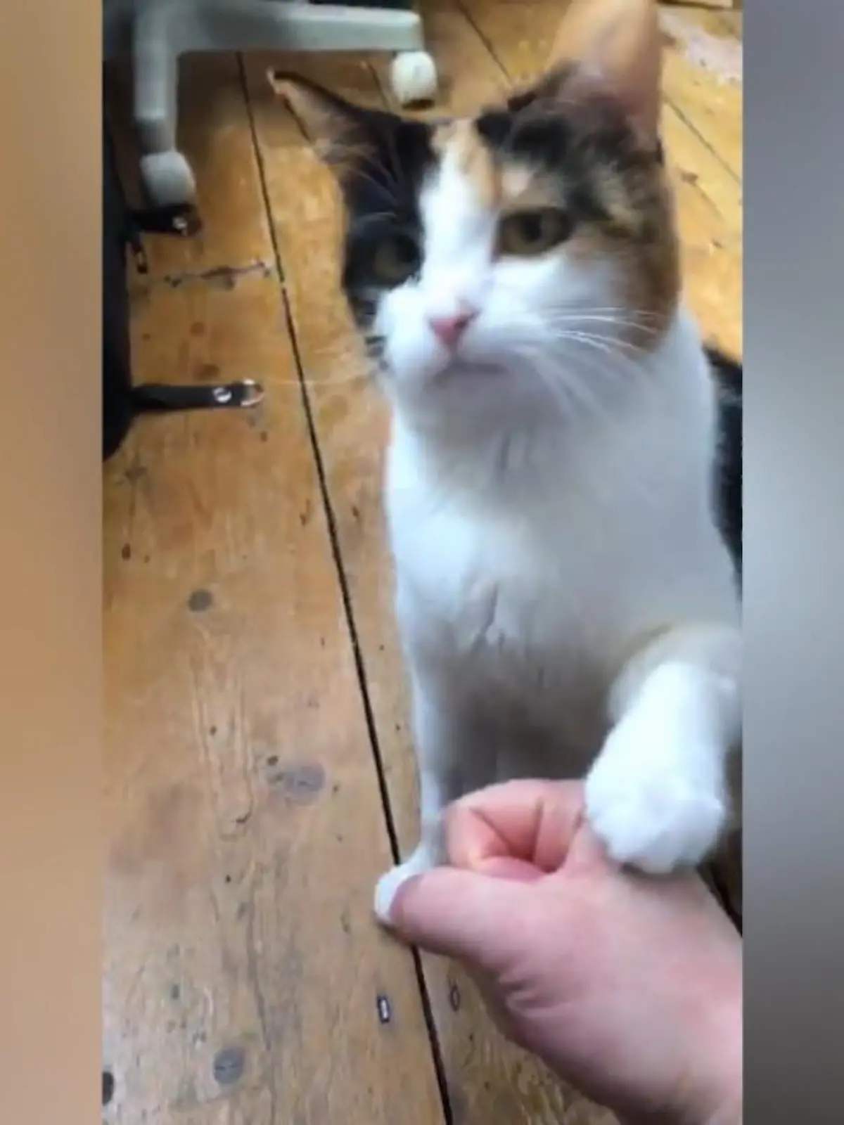 Bild zu: "Katze kommuniziert in Zeichensprache"