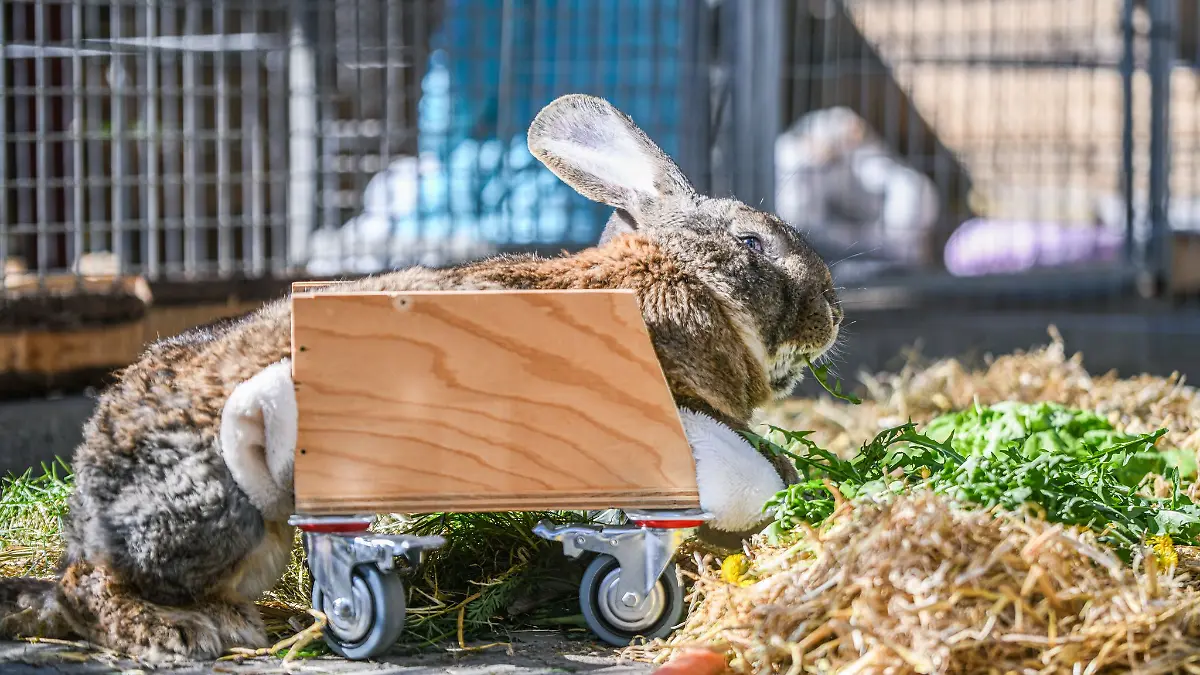 Riesenkaninchen Hot Wheels kann sich mit Hilfe eines selbst gebauten Rollators fortbewegen.