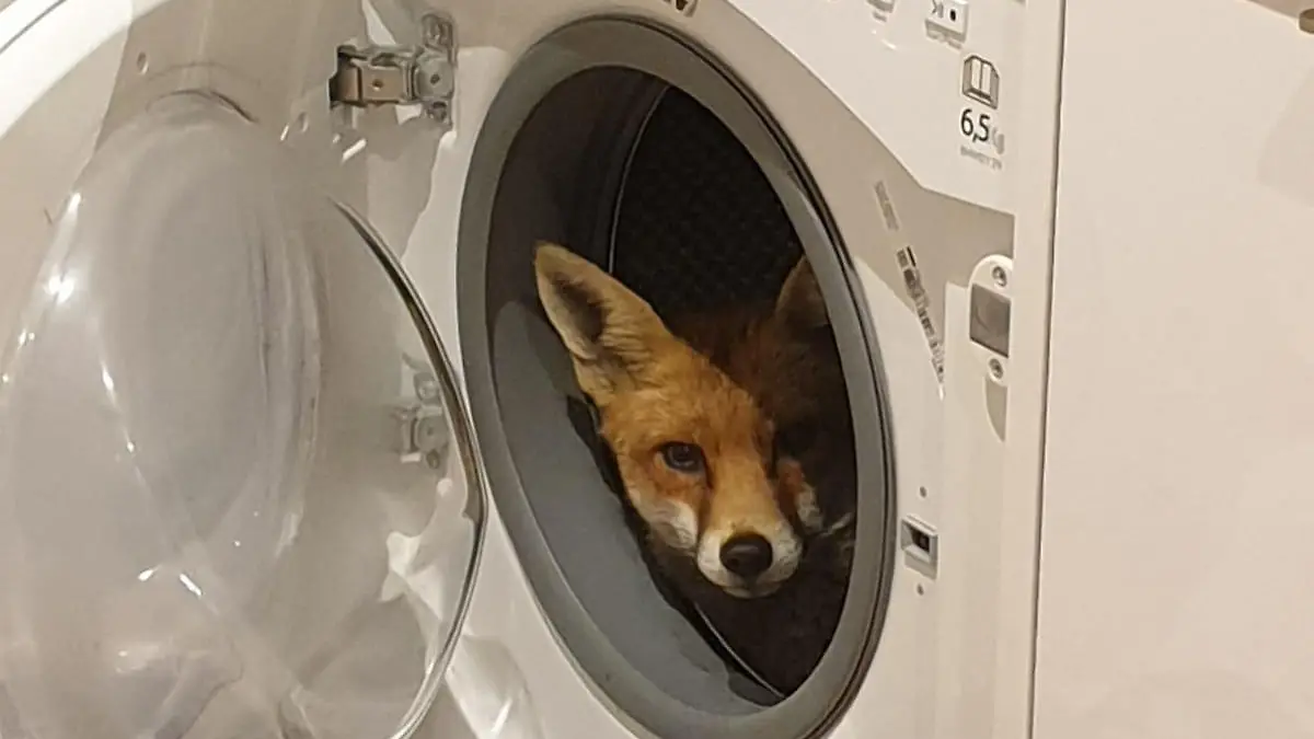 Noch leicht verschlafen schaut der Fuchs aus der Waschmaschine.