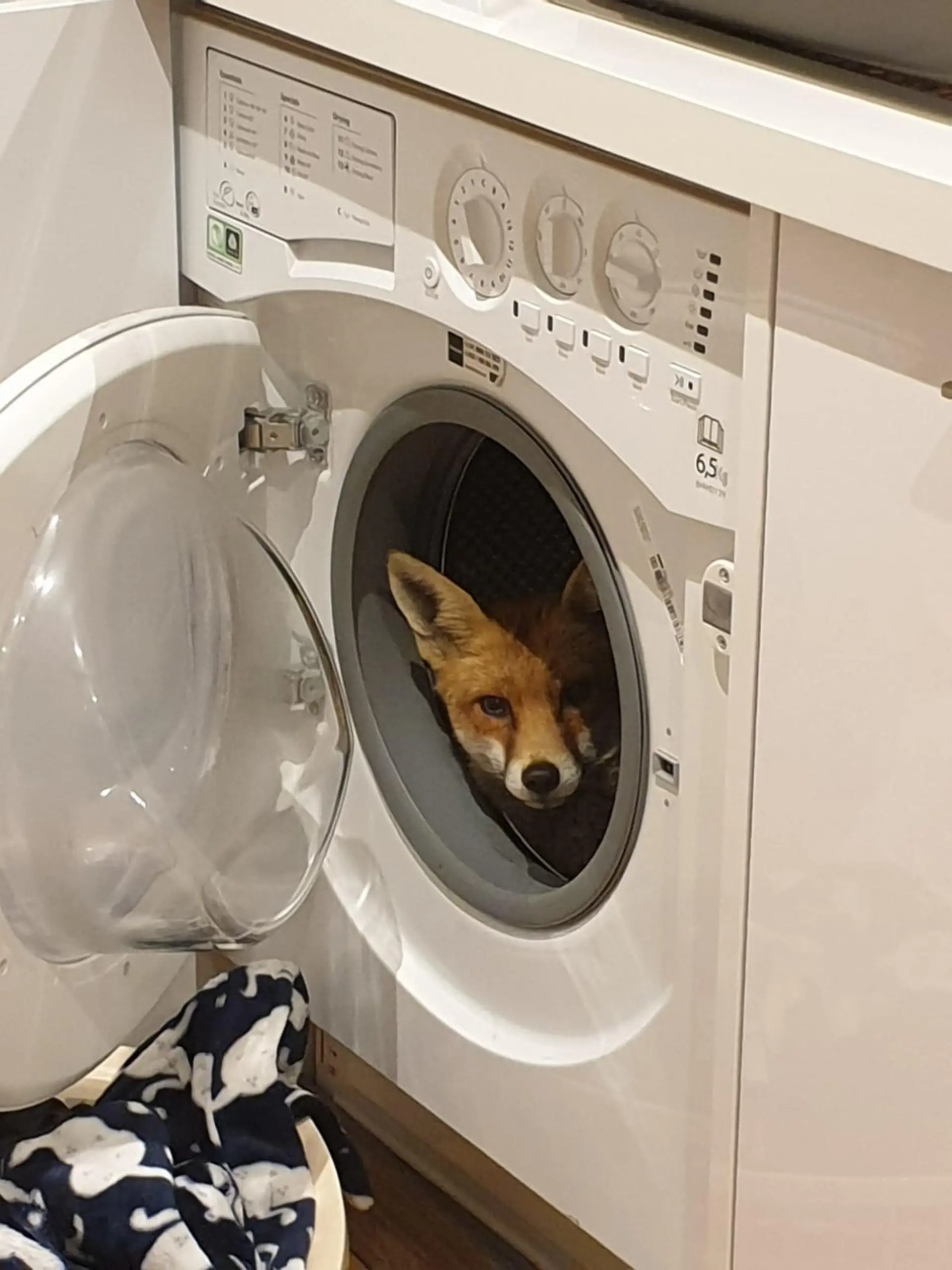 Noch leicht verschlafen schaut der Fuchs aus der Waschmaschine.