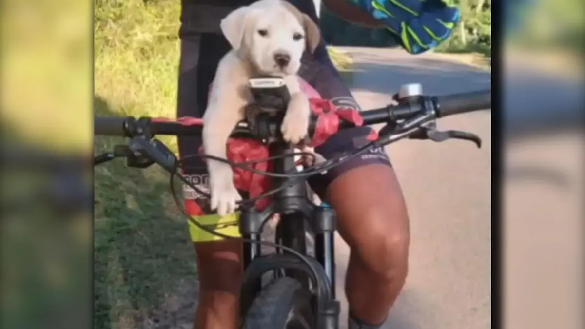 Fahrradfahrer rettet Welpe Der Hund wurde einfach ausgesetzt