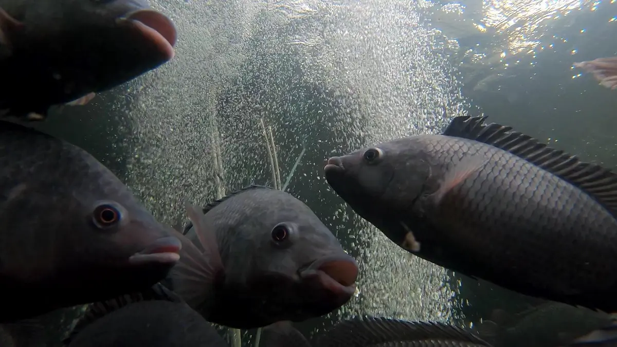 Auf dem Dach des Supermarktes werden Buntbarsche gezüchtet.