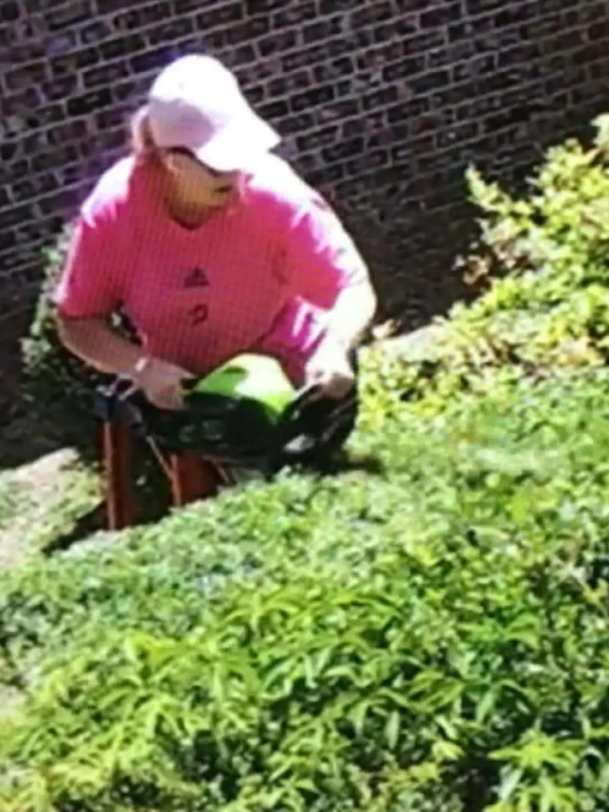 Bild zu: "Schlange greift Frau im Garten an"