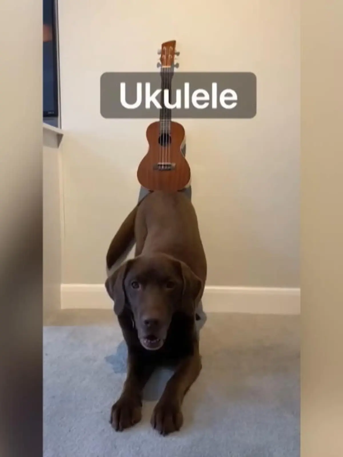 Bild zu: "Ollie hat ein besonderes Talent"
