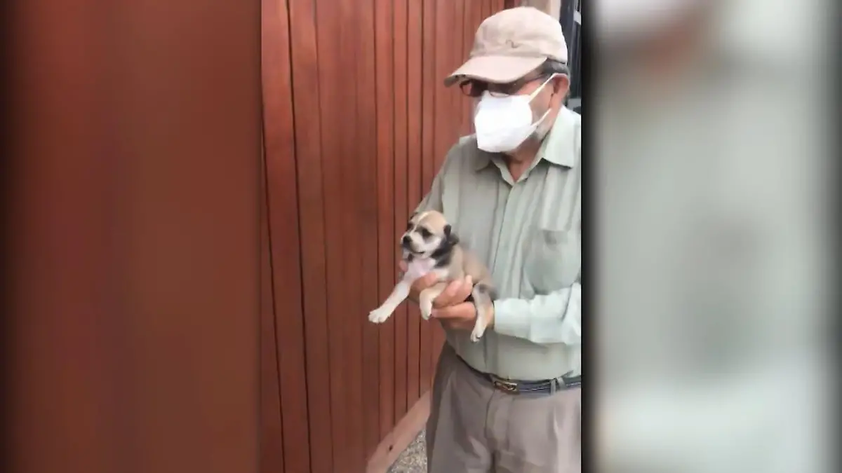Frau (76) musste für einen Hund kämpfen Tierheim wollte ihr keinen Welpen geben