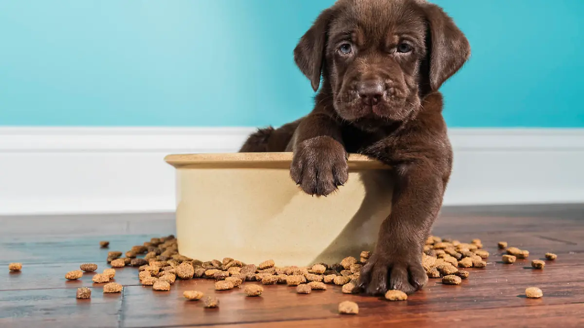 Hund mit Hundefutter