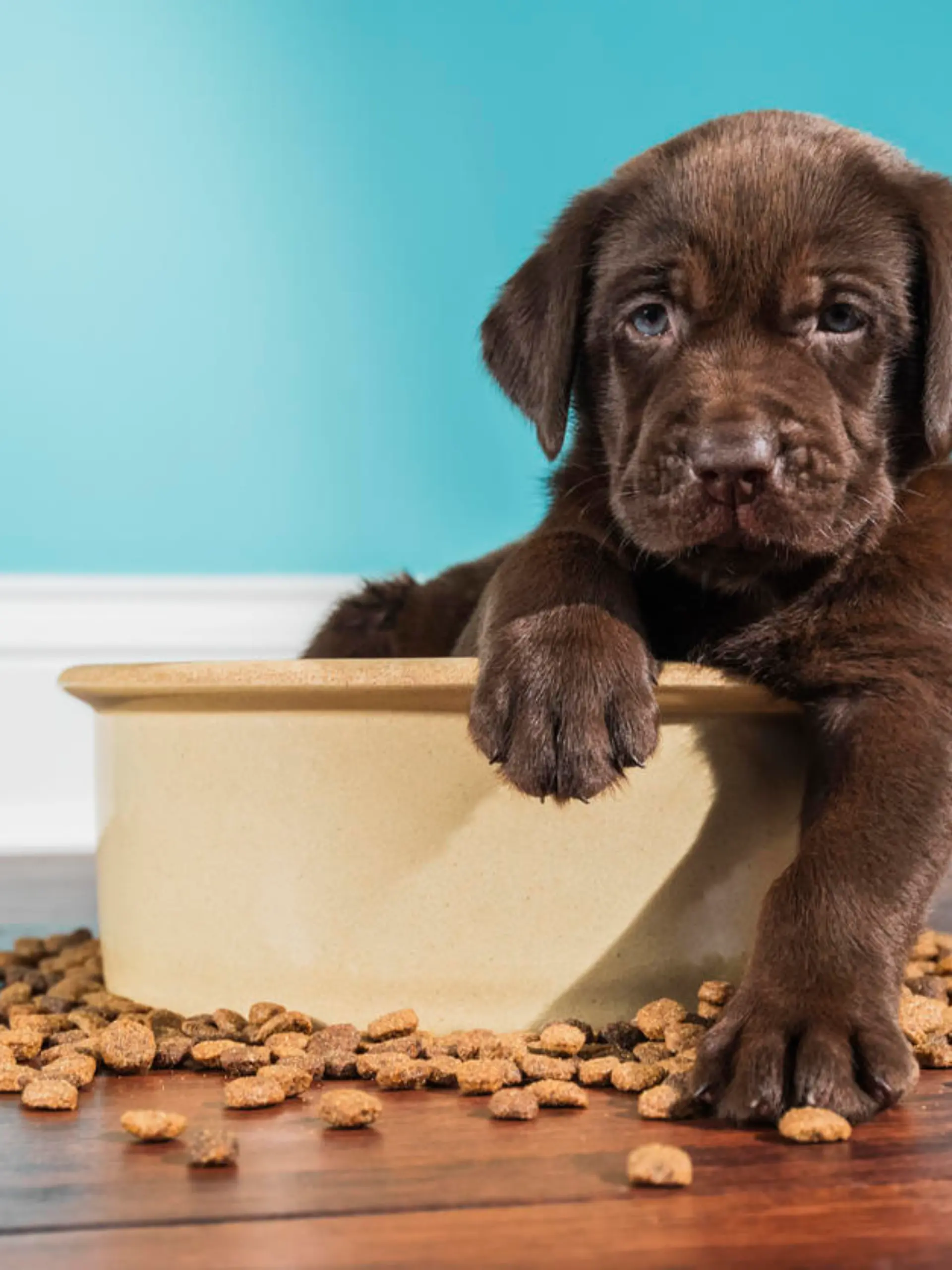 Hund mit Hundefutter