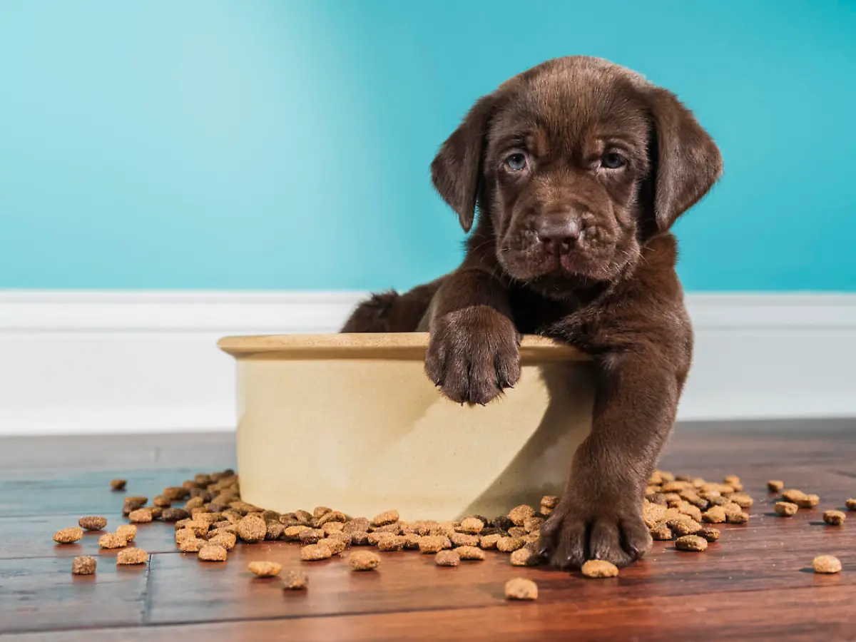 Stiftung Warentest: Gutes Trockenfutter fr Hunde muss nicht teuer sein!