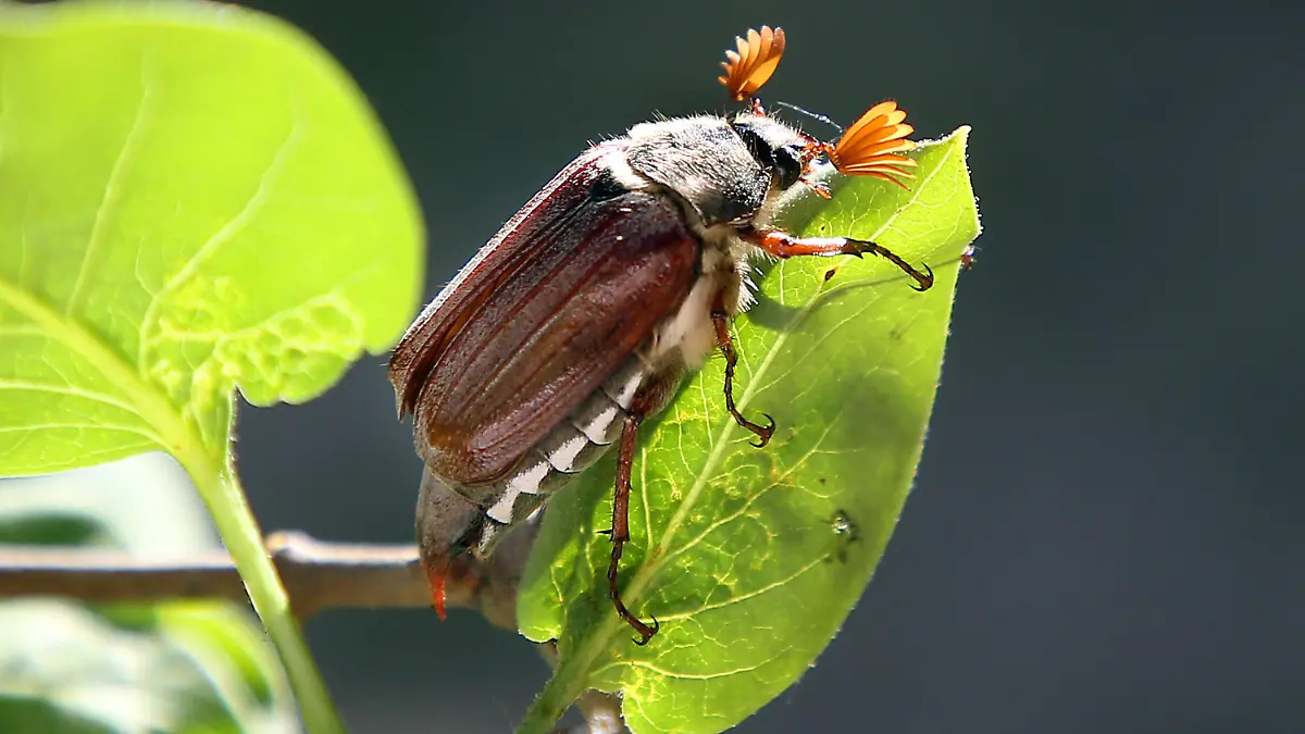 19.05.2021, Berlin: Ein Maikäfer krabbelt über einen Zweig eines Fliederbusches. Foto: Wolfgang Kumm/dpa +++ dpa-Bildfunk +++