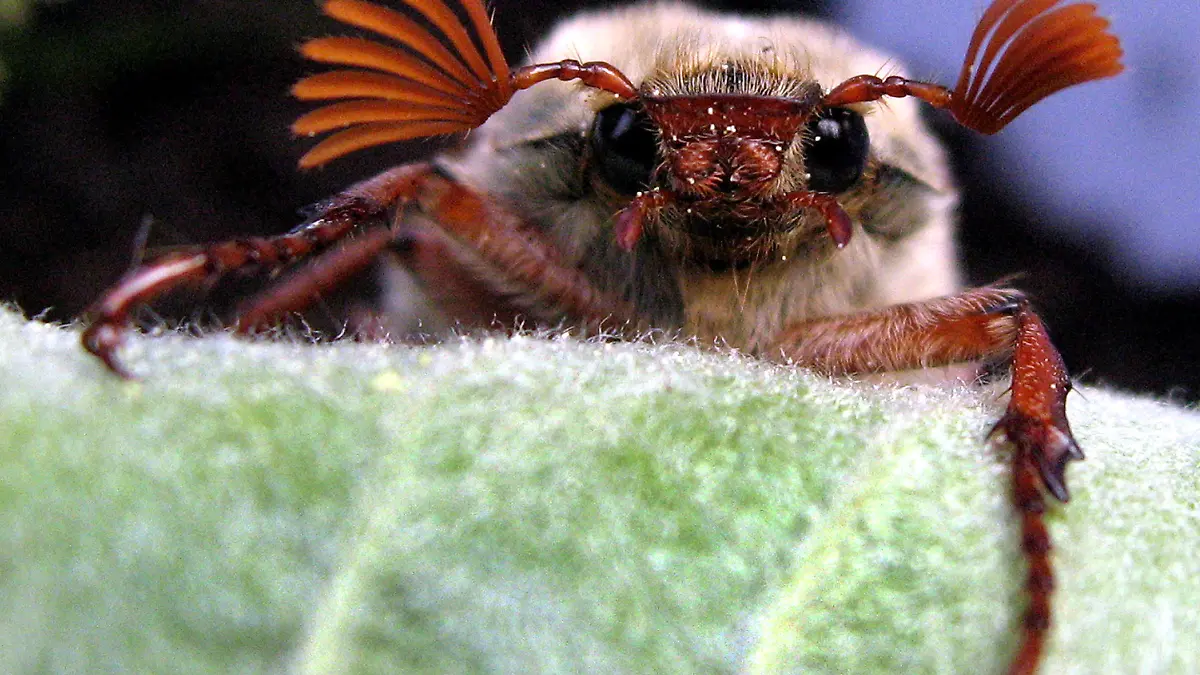 ARCHIV - Ein Feld-Maikäfer-Männchen sitzt in Berlin auf frischen Trieben eines Apfelbaumes (Aufnahme vom 28.04.2009). Ende April erscheinen normalerweise die bekannten Käfer. Bei Temperaturen ab 20 Grad Celsius fliegen sie abends lebhaft umher und suchen zartblättrige Laubbäume auf, die besonders die Weibchen fast kahl fressen können. Zur Eiablage graben sich die Käfer tief in den Boden ein. Die sogenannten Engerlinge verpuppen sich nach drei Jahren und kommen im vierten Jahr als neue Käfergeneration ans Tageslicht. (Zu dpa-Hintergrund "Brummende Kahlfresser - Die Maikäfer sind wieder da" vom 28.04.2010). Foto: Wolfgang Kumm dpa/lbn +++(c) dpa - Bildfunk+++