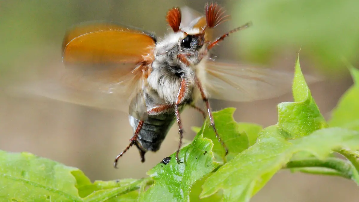 Mit aufgestellten Fühlern und rasend schnell schwirrenden Flügeln startet ein Maikäfer am Montag (03.05.2010) in einem Wald bei Darmstadt in Hessen in die Luft. Mit ihm werden in den kommenden Wochen etliche Milliarden Käfer aus dem Boden kommen und das Laub von den Bäumen fressen, bevor ihr Lebenszyklus nach vier bis sechs Wochen zu Ende geht. Hinter dem massenhaften Auftreten der Tiere steht ein sogenanntes Maikäferjahr, wie es nur alle vier Jahre vorkommt. Das Naturschauspiel lockt Naturfreunde in die Wälder, treibt Waldbesitzer jedoch zur Verzweifelung. Foto: Boris Roessler dpa/lhe +++(c) dpa - Bildfunk+++