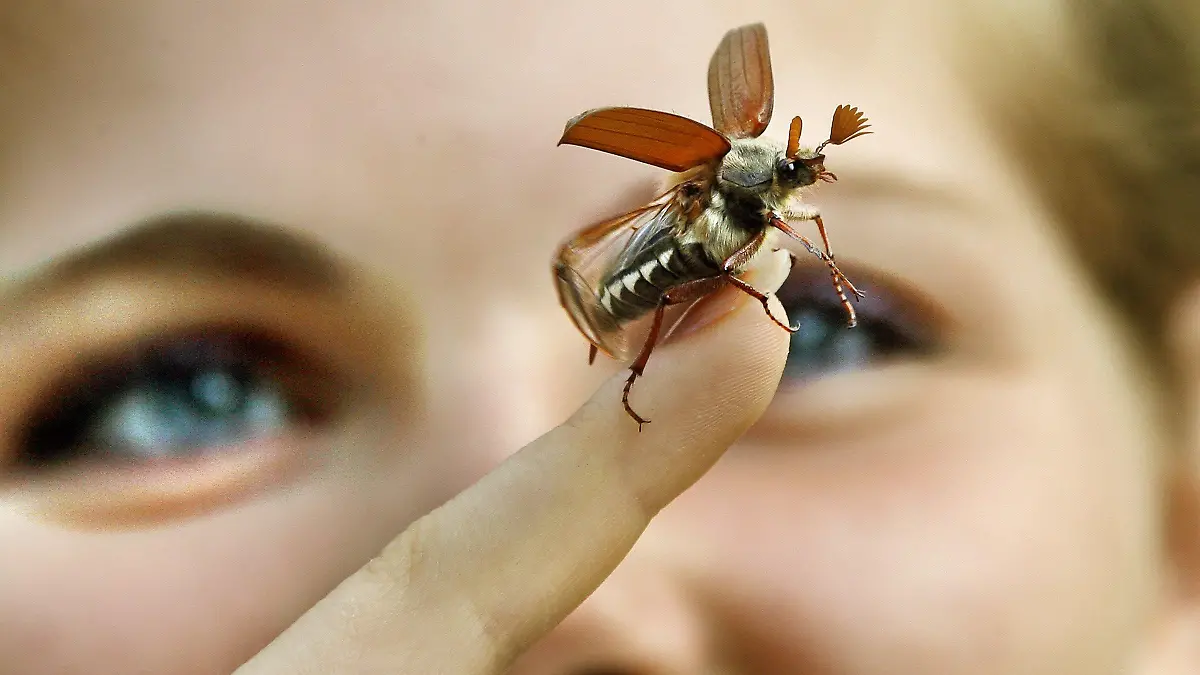 Flieg, Maikäfer, flieg - Ein Feld-Maikäfer Männchen startet am Mittwoch (29.04.2009) vom Finger einer jungen Frau in Berlin zu seinem Erstflug. Ende April erscheinen diese allseits bekannten Käfer. Bei Temperaturen ab 20 Grad Celsius fliegen sie abends lebhaft umher und suchen zartblättrige Laubbäume auf, die sie fast kahlfressen können. Zur Eiablage graben sich die Käfer tief in den Boden ein. Die daraus entstehenden Engerlinge verpuppen sich nach drei Jahren und kommen im vierten Jahr als neue Käfergeneration ans Tageslicht. Foto: Wolfgang Kumm dpa/lbn +++(c) dpa - Bildfunk+++