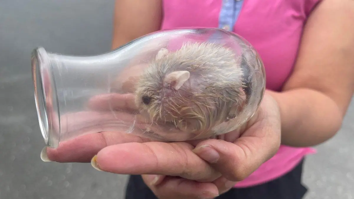 Hamster ist gefangen in Glasflasche