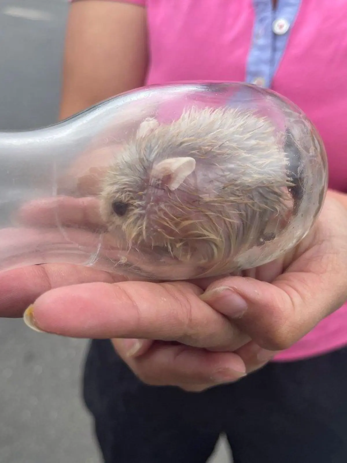 Hamster ist gefangen in Glasflasche