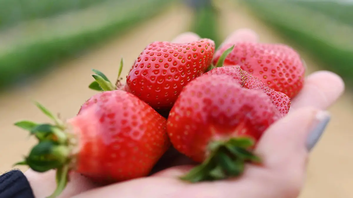 21.05.2021, Baden-Württemberg, Bruchsal: Auf dem Erdbeer- und Spargelhof Böser in der badischen Gemeinde Forst werden frisch geerntete Erdbeeren gezeigt. Foto: Uli Deck/dpa +++ dpa-Bildfunk +++
