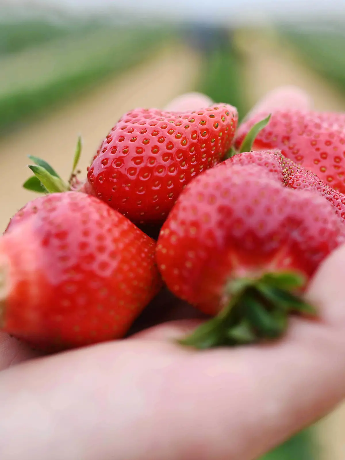 21.05.2021, Baden-Württemberg, Bruchsal: Auf dem Erdbeer- und Spargelhof Böser in der badischen Gemeinde Forst werden frisch geerntete Erdbeeren gezeigt. Foto: Uli Deck/dpa +++ dpa-Bildfunk +++