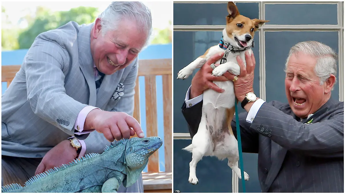 Collage aus 2 Bildern, v.l.: König Charles "kitzelt" ein Reptil und lacht dabei. König Charles hält einen Hund in die Luft und zieht eine Grimasse.