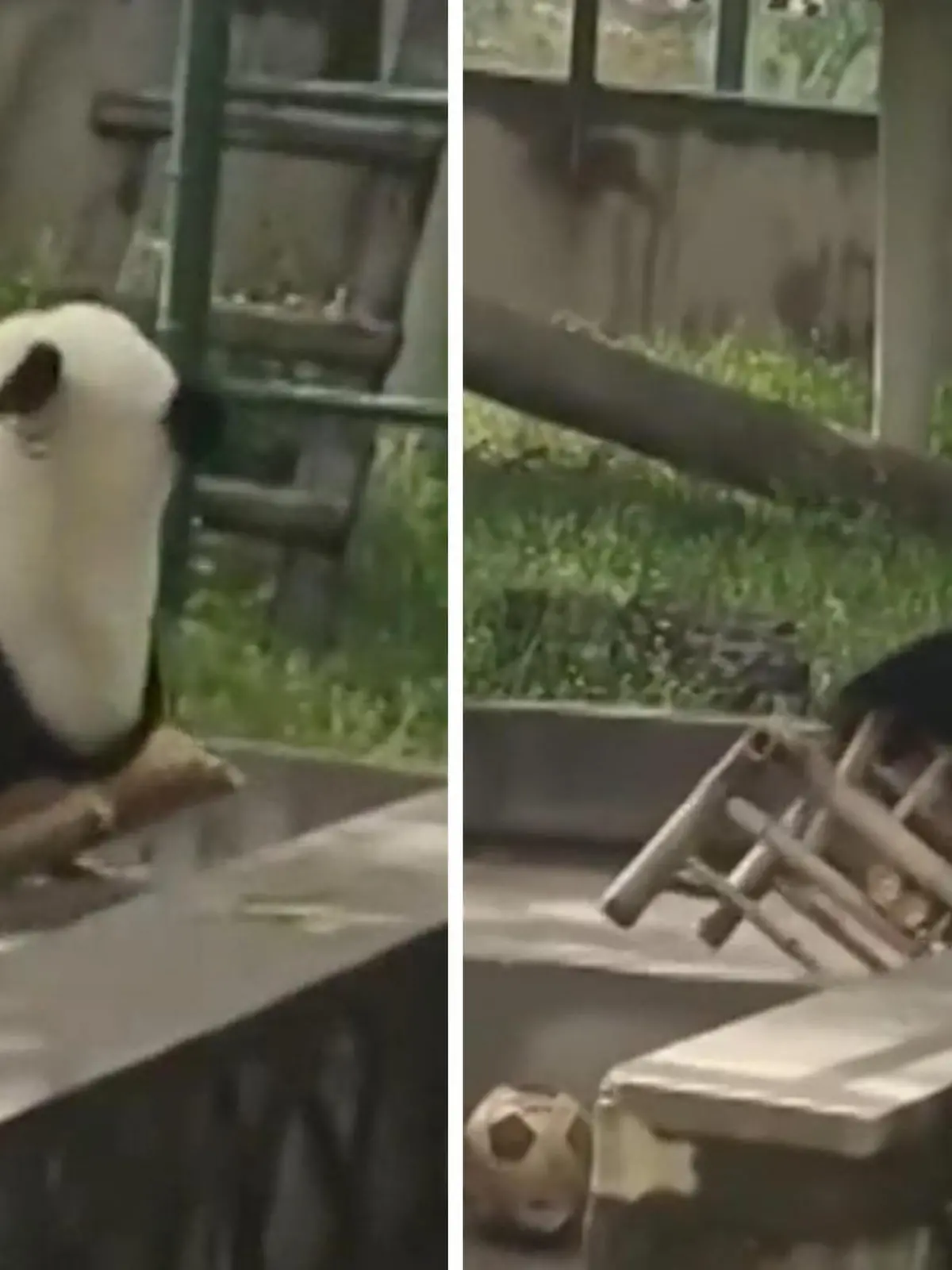 Das hat sich dieser süße Panda wohl anders vorgestellt! Beim Genießen der Aussicht lehnt er sich zu weit nach Hinten – und kippt kurzerhand aus seinem Schaukelstuhl, ganz zum Gelächter der vielen Zoo-Besucher. Auch ohne Missgeschicke sind die Pandas nämlich ein echtes Highlight des Zoos von Tianjin in China.