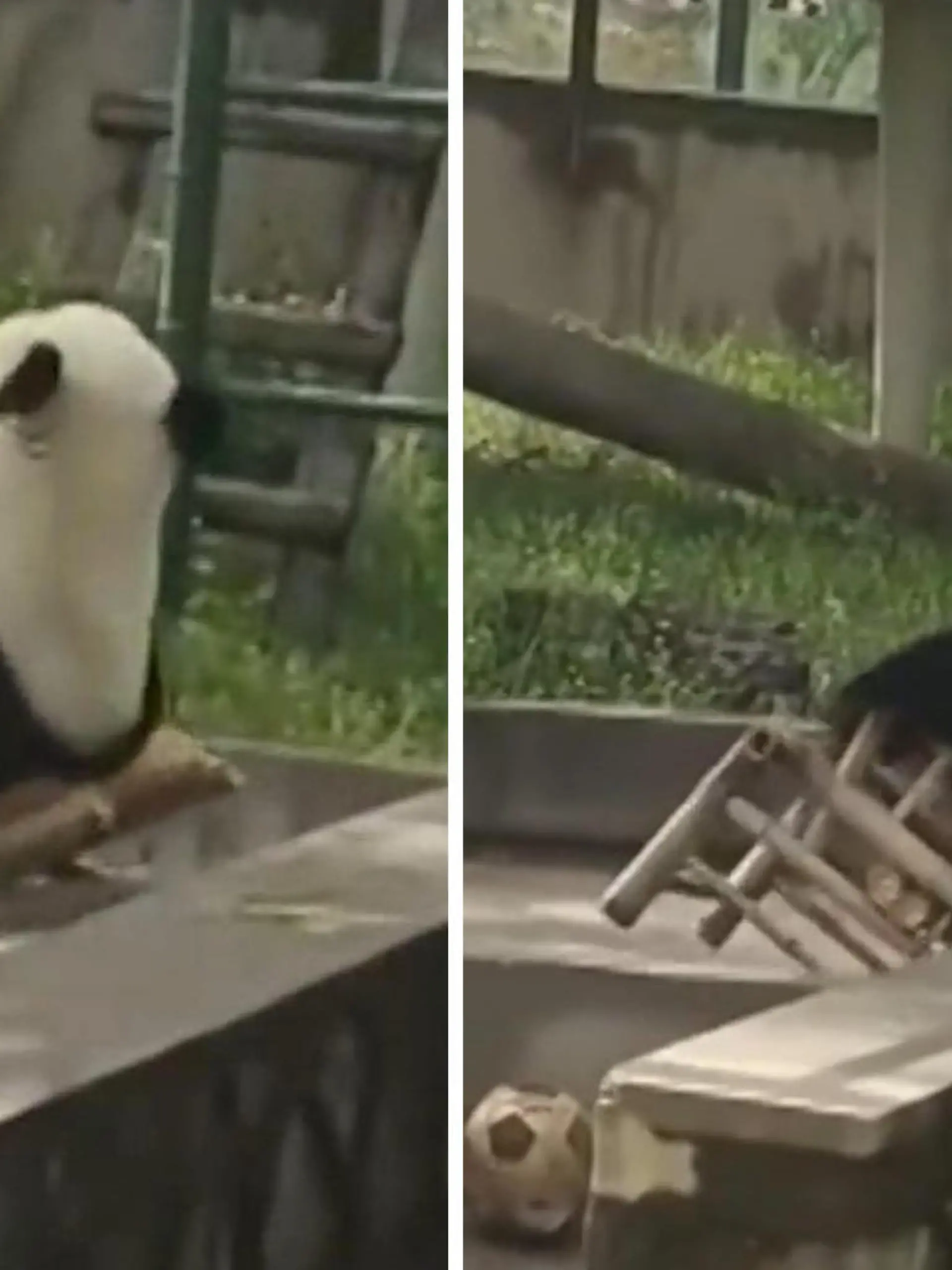 Das hat sich dieser süße Panda wohl anders vorgestellt! Beim Genießen der Aussicht lehnt er sich zu weit nach Hinten – und kippt kurzerhand aus seinem Schaukelstuhl, ganz zum Gelächter der vielen Zoo-Besucher. Auch ohne Missgeschicke sind die Pandas nämlich ein echtes Highlight des Zoos von Tianjin in China.