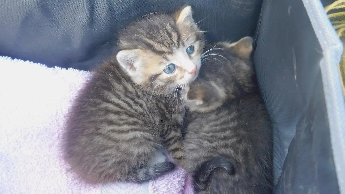 Diese zwei Babykatzen wurden einfach wie Müll entsorgt.
