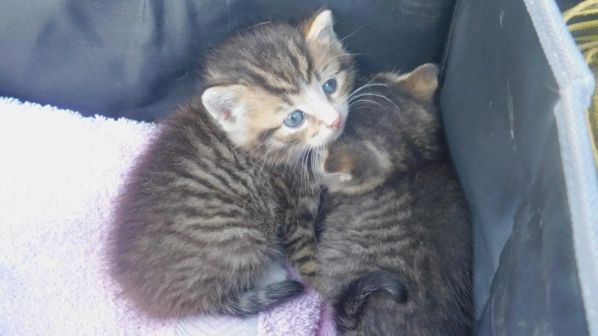 Diese zwei Babykatzen wurden einfach wie Müll entsorgt.