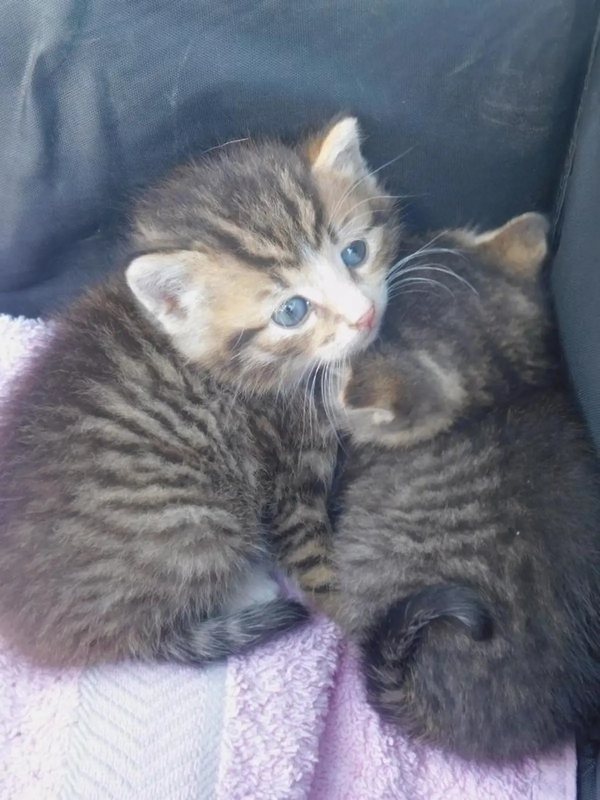 Diese zwei Babykatzen wurden einfach wie Müll entsorgt.