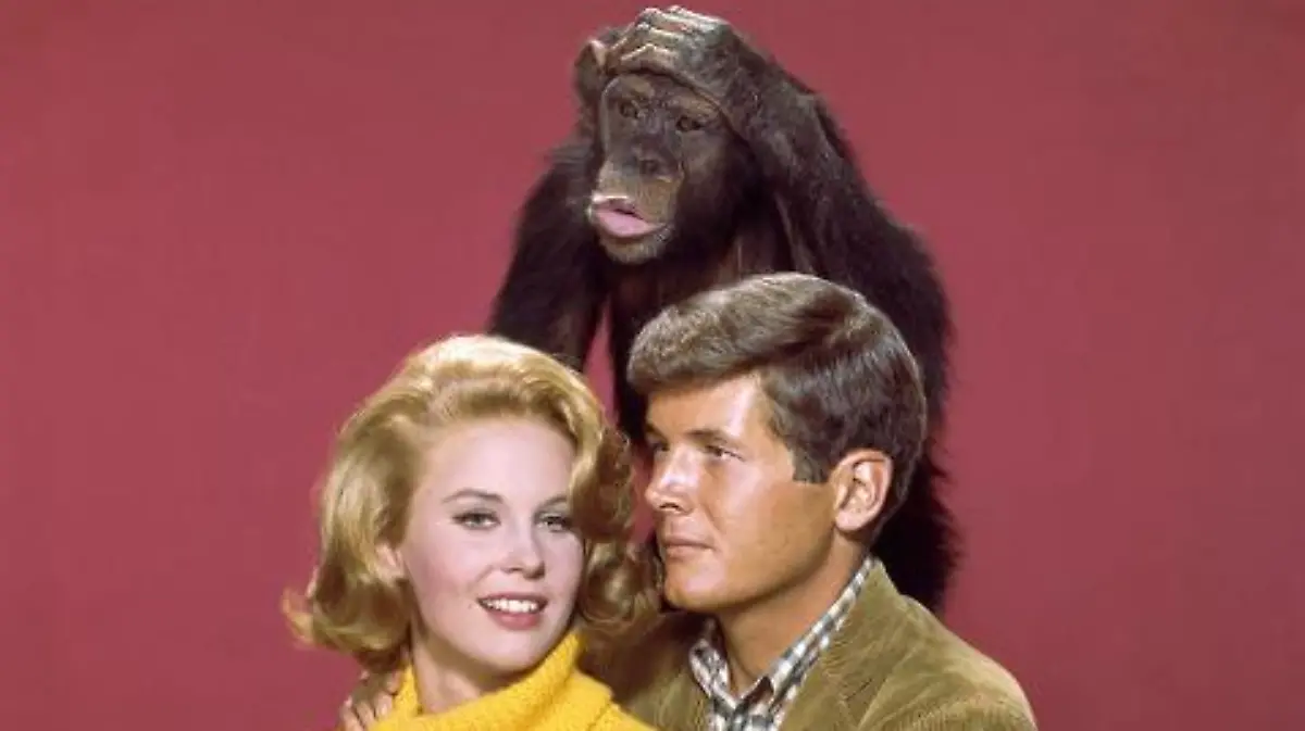 Cheryl Miller als Paula Tracy und Yale Summers als Jack Dane mit der Schimpansin Judy in einer Szene der amerikanischen TV-Serie "Daktari", die zwischen 1966 und 1969 entstand und auch im deutschen Fernsehen gezeigt wurde.