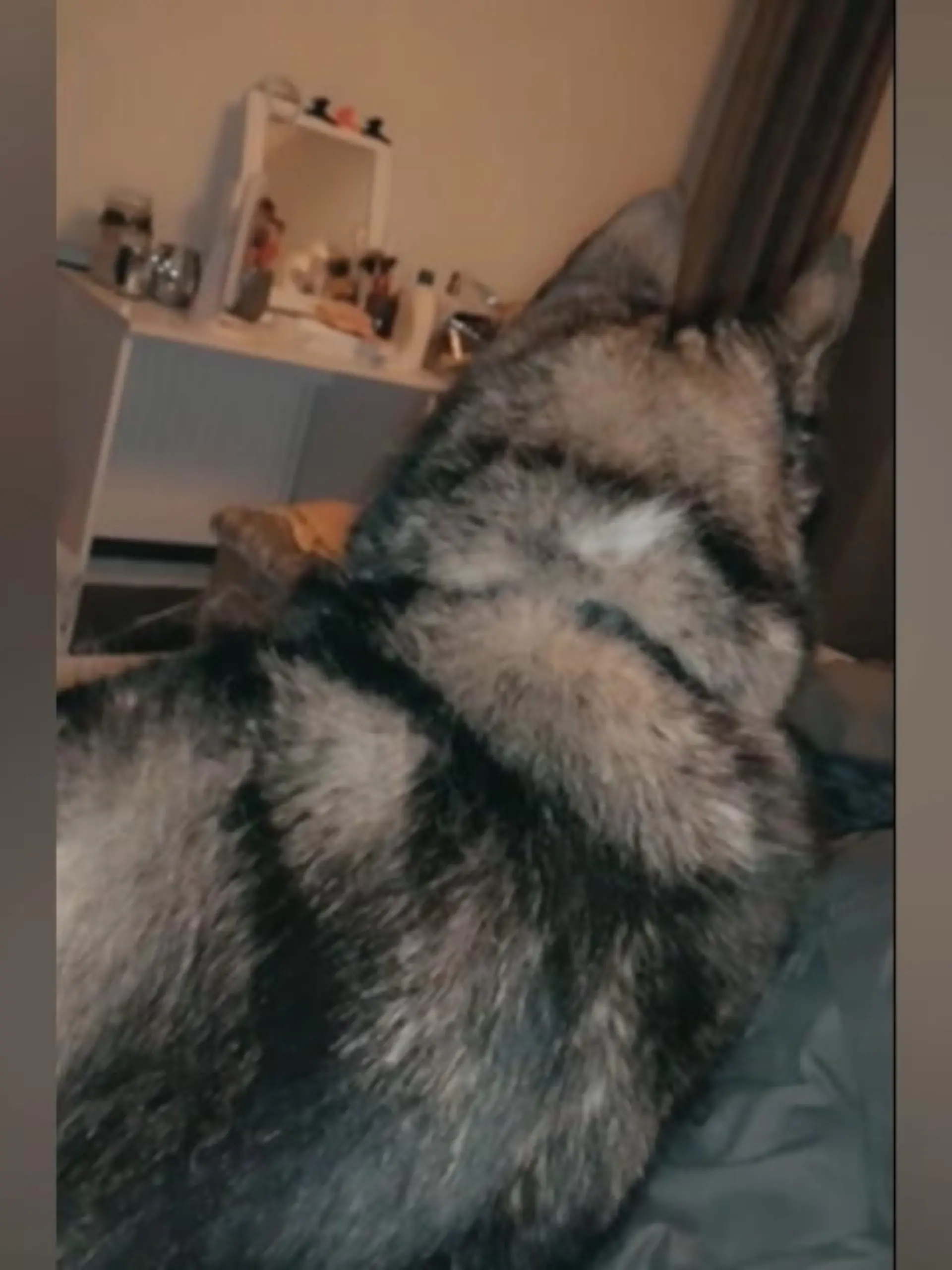Bild zu: "Frau denkt, sie hat einen Wolf im Bett"