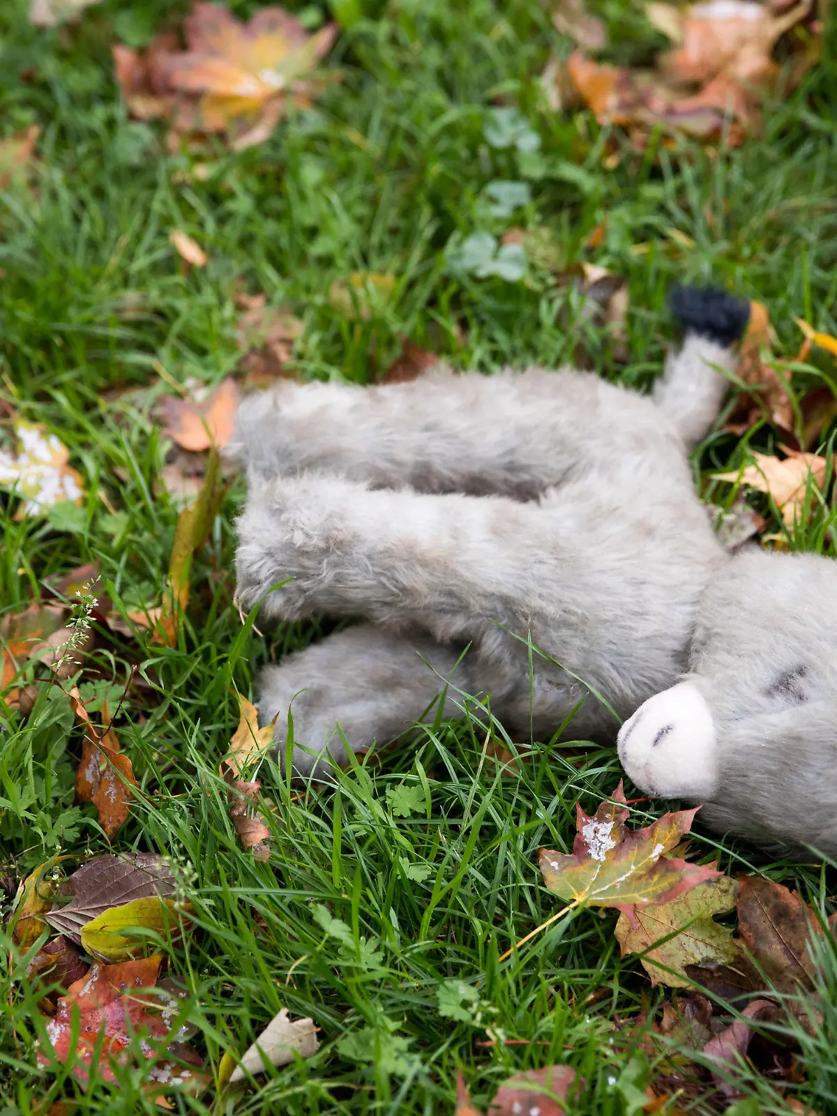 ARCHIV - 07.10.2017, Bayern, Nürnberg: Ein verloren gegangener Plüsch-Esel liegt zwischen Blättern auf einer Wiese. Ein Mädchen aus Unterfranken soll vom Freund seiner Mutter anderen Männern zum Sex angeboten worden sein. Vom 26.04.2021 an muss sich der 49 Jahre alter Lebensgefährte der Mutter wegen schweren sexuellen Missbrauchs vor dem Landgericht Schweinfurt verantworten. Foto: picture alliance / Daniel Karmann/dpa +++ dpa-Bildfunk +++