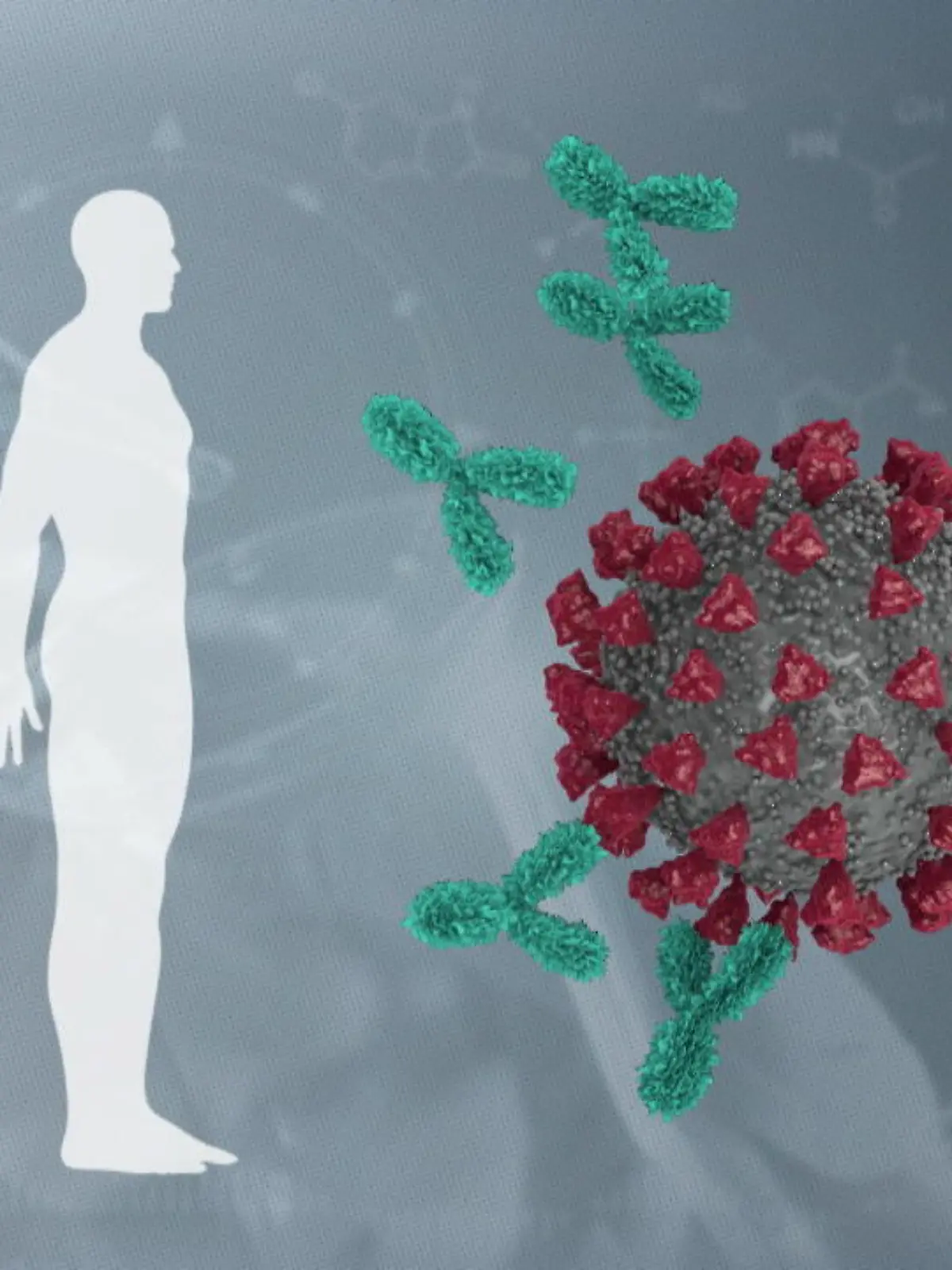 Grafik: Geimpfte Person und Coronavirus, das von Antikörpern blockiert wird