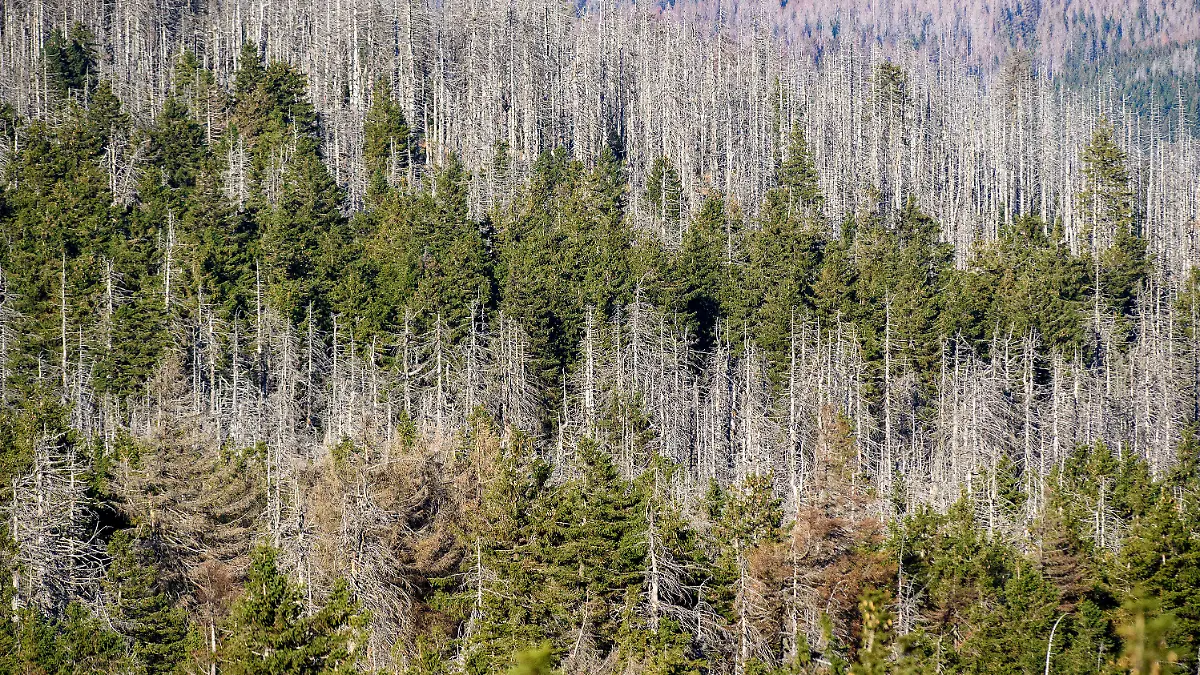 ARCHIV - 10.11.2020, Sachsen-Anhalt, Wernigerode / Brocken: Ein Waldstück mit abgestorbenen Fichten an den Hängen des Brockens. Die Nadelbäume sind vom Borkenkäfer befallen, dazwischen noch grüne Nadelbäume. (zu dpa: «Mittelmeertannen neben Buchen? Auf den Spuren des Walds der Zukunft») Foto: Klaus-Dietmar Gabbert/dpa-Zentralbild/dpa +++ dpa-Bildfunk +++