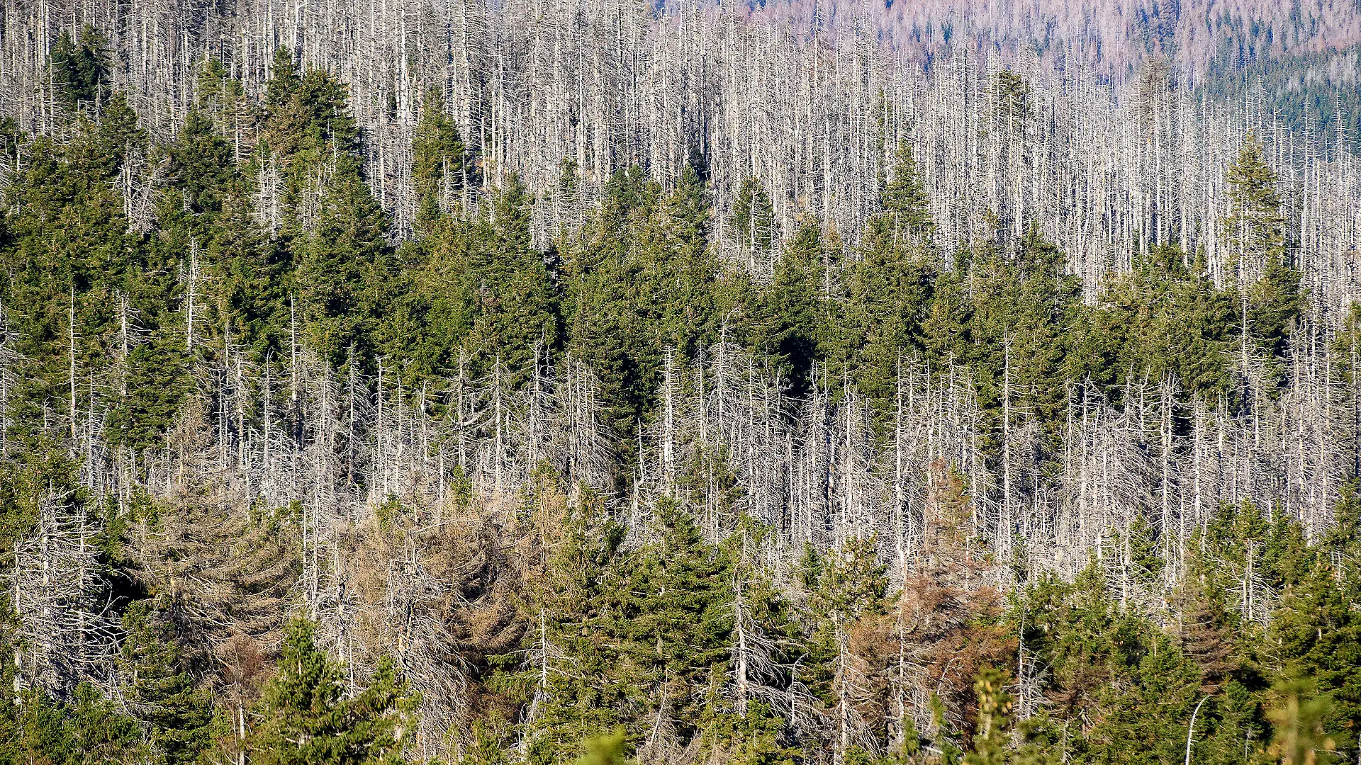 ARCHIV - 10.11.2020, Sachsen-Anhalt, Wernigerode / Brocken: Ein Waldstück mit abgestorbenen Fichten an den Hängen des Brockens. Die Nadelbäume sind vom Borkenkäfer befallen, dazwischen noch grüne Nadelbäume. (zu dpa: «Mittelmeertannen neben Buchen? Auf den Spuren des Walds der Zukunft») Foto: Klaus-Dietmar Gabbert/dpa-Zentralbild/dpa +++ dpa-Bildfunk +++