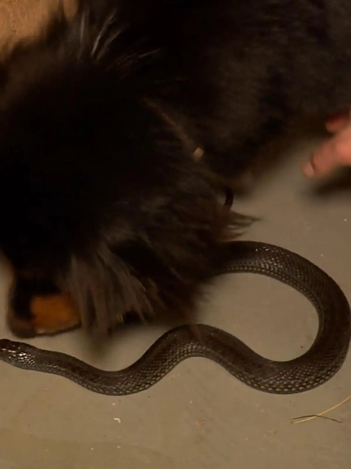 Bild zu: "Diese Hunde-Nase riecht Schlangen!"