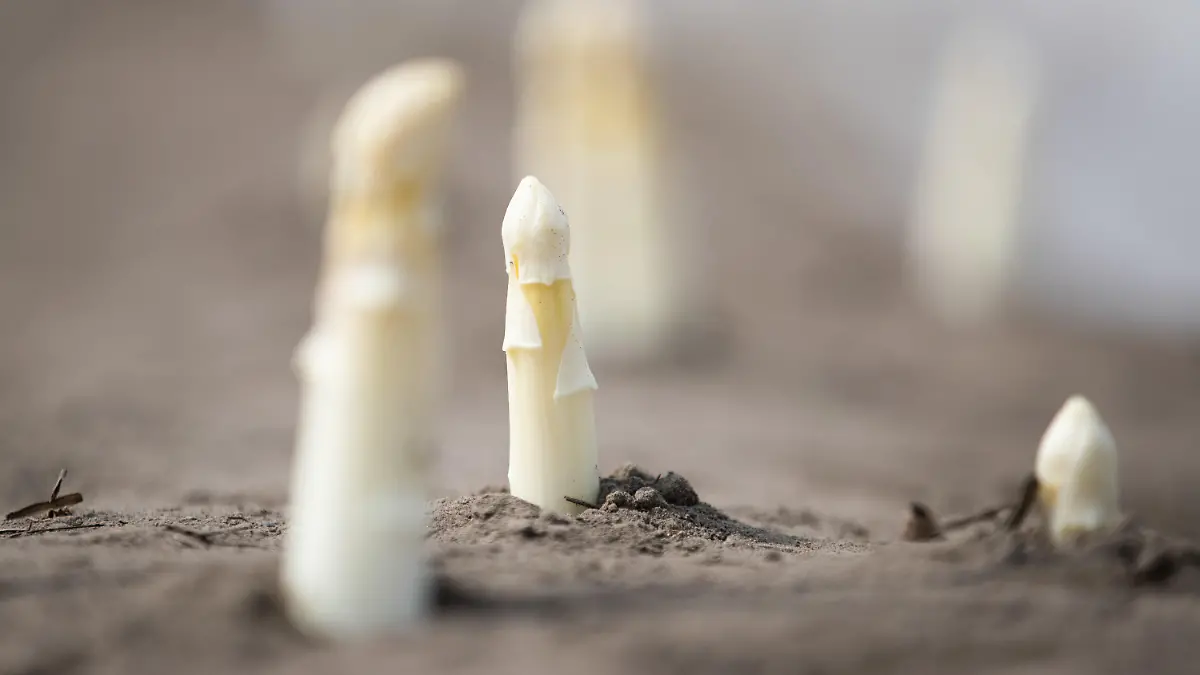 01.05.2021, Nordrhein-Westfalen, Werne: Spargelspitzen sind auf einem Spargelfeld zu sehen. Privatpersonen können sich auf dem «Hof Schulze Blasum» ein zehn Meter langes Stück Spargeldamm für einen begrenzten Zeitraum mieten oder zum Spontan-Stechen kommen - der Spargelhof bietet Privatleuten einen besonderen Service rund um das beliebte Gemüse an .  (zu dpa: «Damm mieten oder Spontanstechen: Hof bietet besonderen Spargelservice») Foto: Friso Gentsch/dpa +++ dpa-Bildfunk +++