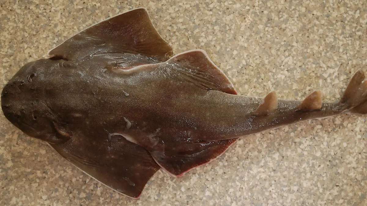 Kenny Harris hat am Strand von North Carolina ein mysteriöses Seeungeheuer gefunden.