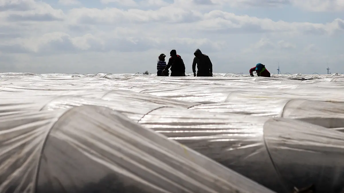 21.04.2021, Schleswig-Holstein, Bad Segeberg: Erntehelfer stechen frühen Spargel unter Plastikfolie. Rund 1000 Erntehelfer sind derzeit in Schleswig-Holstein bei der Spargelernte im Einsatz. Da viele von ihnen aus Corona-Risikogebieten in Osteuropa kommen, gelten für sie wegen der Pandemie besonders strenge Regeln. Foto: Christian Charisius/dpa +++ dpa-Bildfunk +++