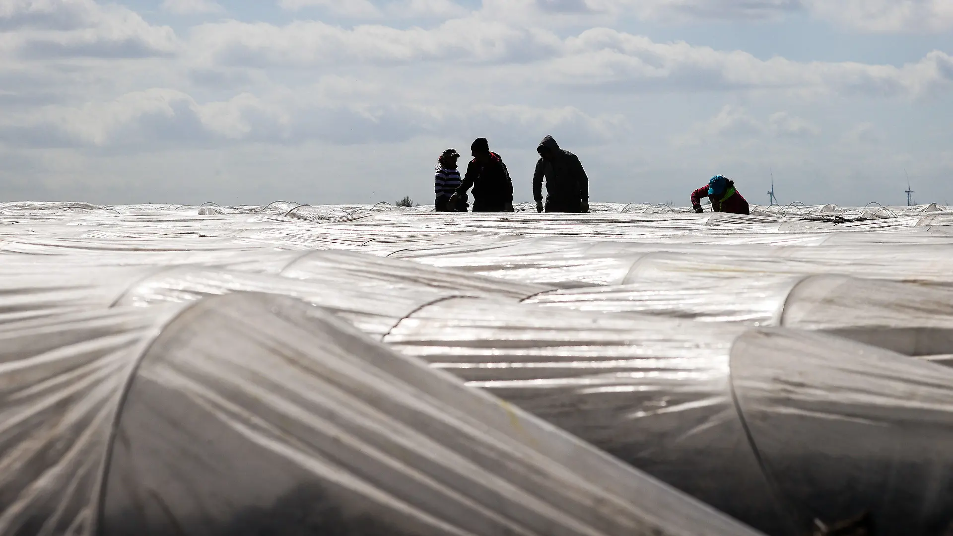 21.04.2021, Schleswig-Holstein, Bad Segeberg: Erntehelfer stechen frühen Spargel unter Plastikfolie. Rund 1000 Erntehelfer sind derzeit in Schleswig-Holstein bei der Spargelernte im Einsatz. Da viele von ihnen aus Corona-Risikogebieten in Osteuropa kommen, gelten für sie wegen der Pandemie besonders strenge Regeln. Foto: Christian Charisius/dpa +++ dpa-Bildfunk +++
