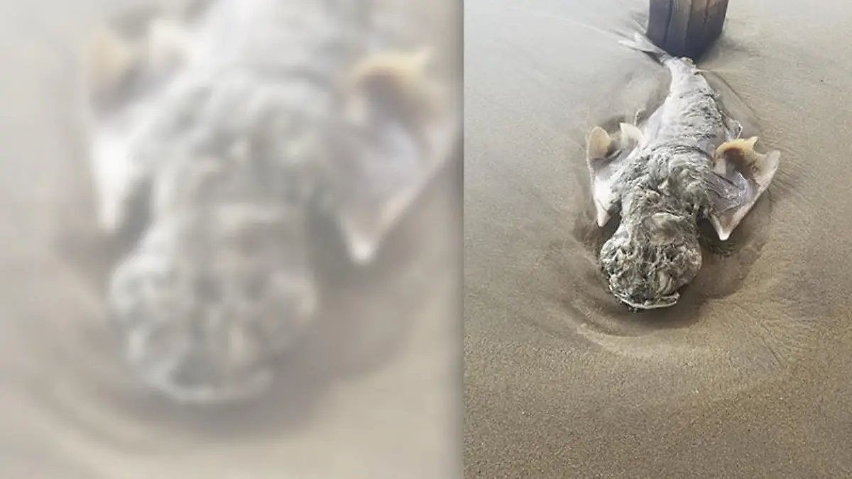 Kenny Harris hat in den Outer Banks, in North Carolina, ein mysteriöses Meerestier gefunden. Es handelt sich um eine seltene Hai-Gattung.