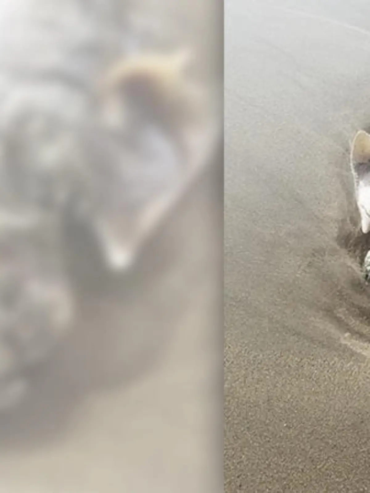 Kenny Harris hat in den Outer Banks, in North Carolina, ein mysteriöses Meerestier gefunden. Es handelt sich um eine seltene Hai-Gattung.