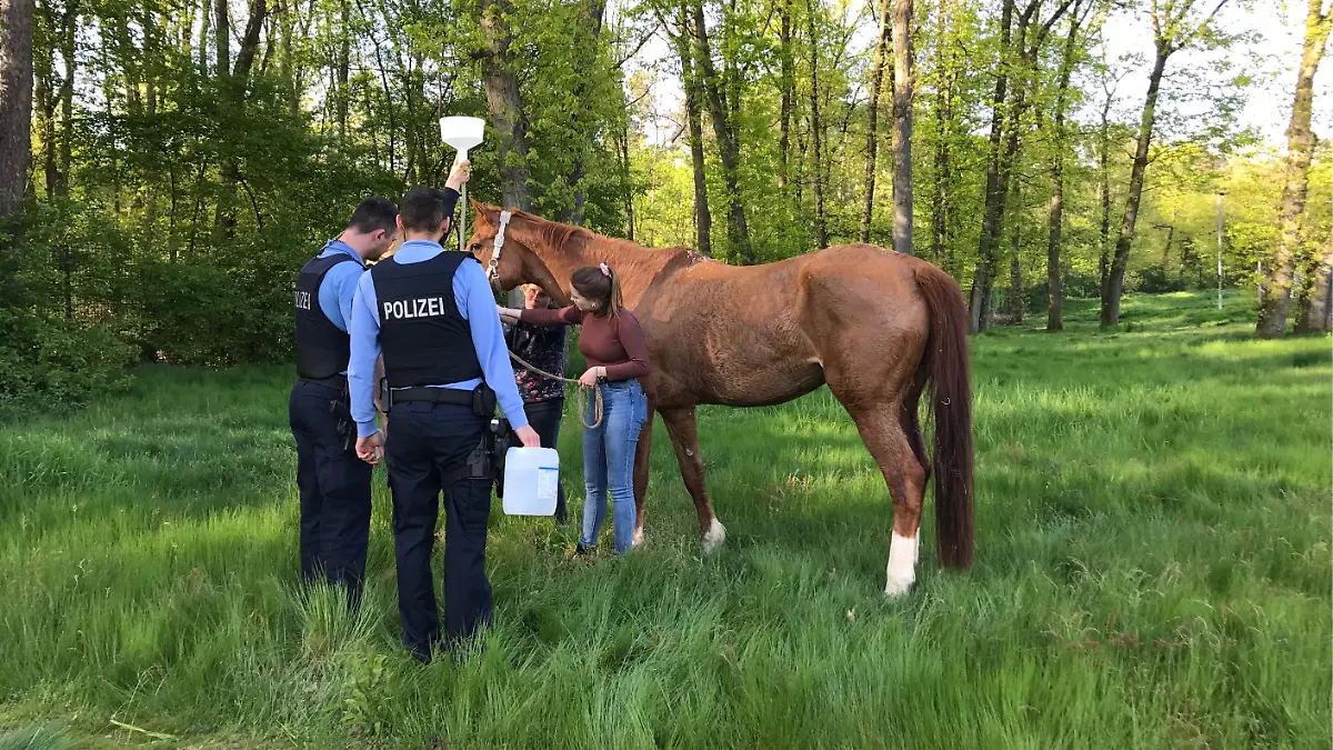 Das Pferd nach der Rettung aus der gefährlichen Lage.