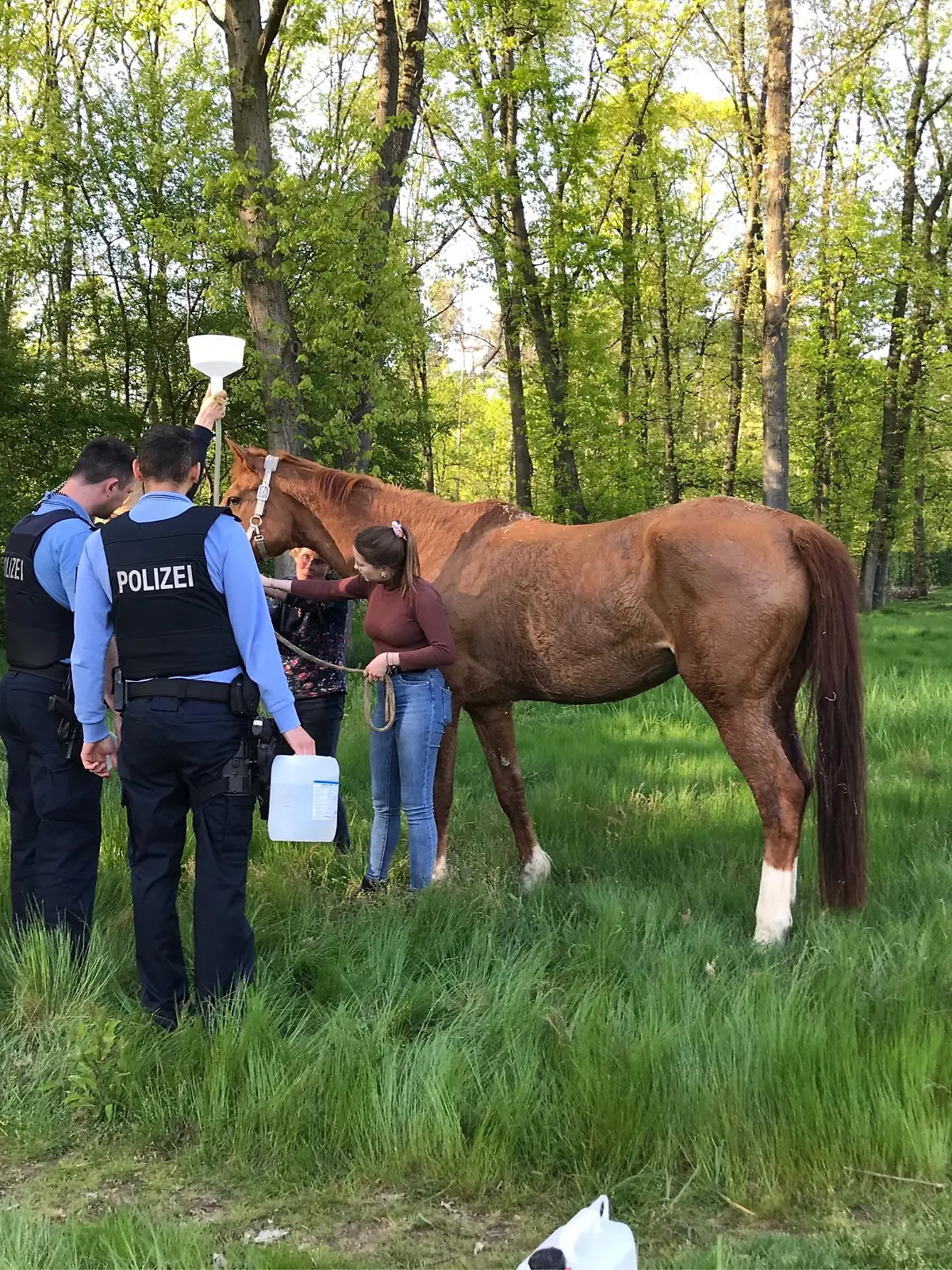 Das Pferd nach der Rettung aus der gefährlichen Lage.