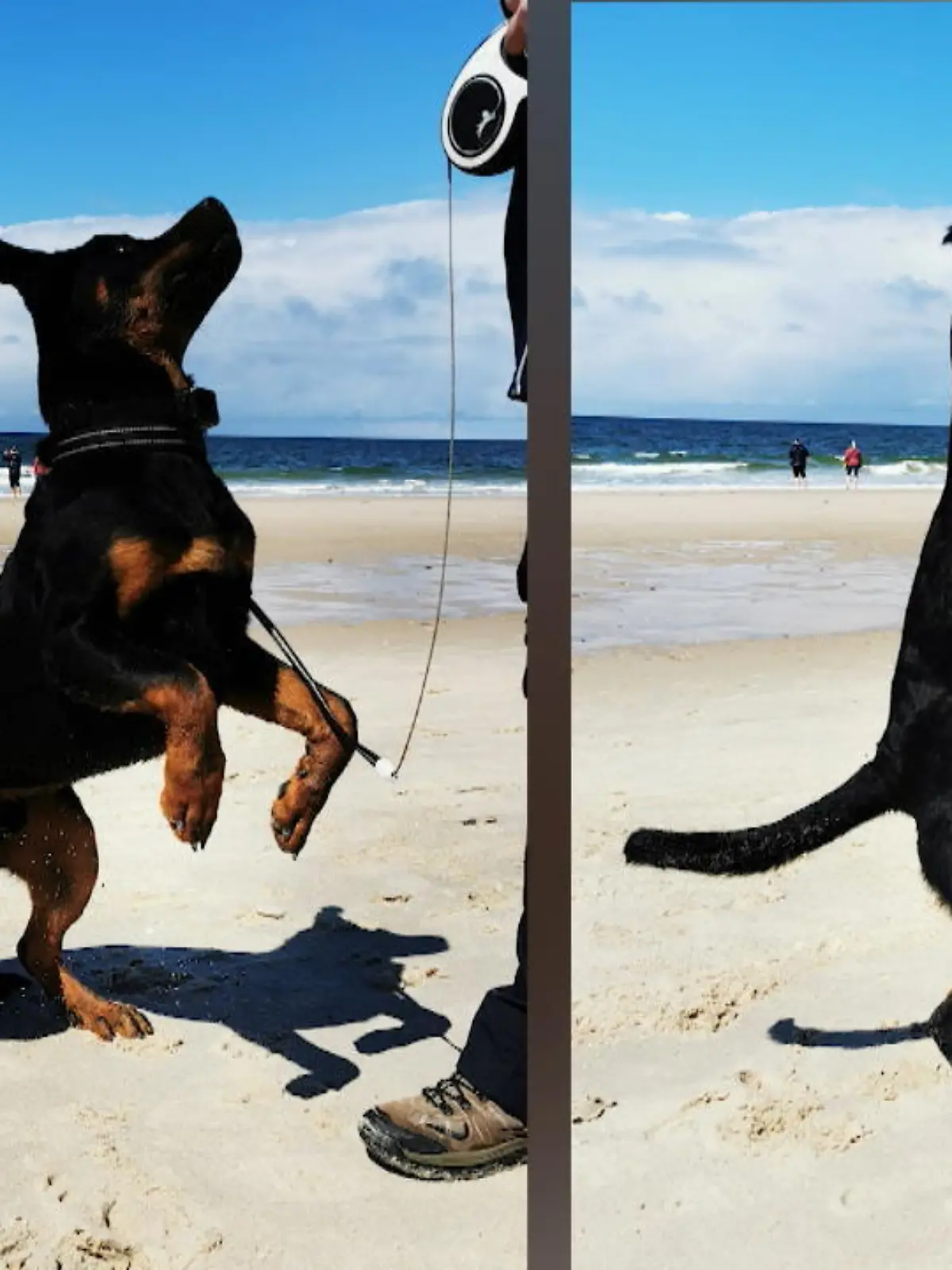 Bild zu: "Mann sucht Spiel-Buddy für seinen Hund"