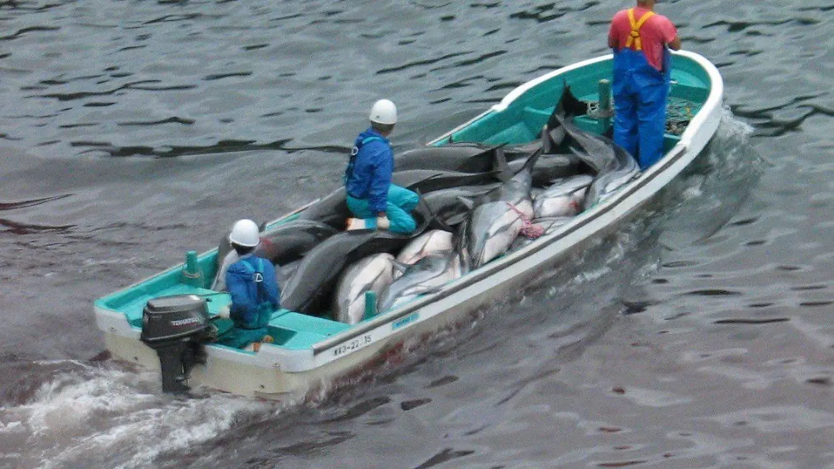 FILE - An undated handout photograph released by Sea Shepherd Conservation showing Japanese fishermen with slaughtered dolphins in Taiji, Japan. EPA/SEA SHEPHERD CONSERVATION / HANDOUT MANDATORY CREDIT EDITORIAL USE ONLY/NO SALES  (zu dpa 0328 vom 20.01.2014) +++(c) dpa - Bildfunk+++