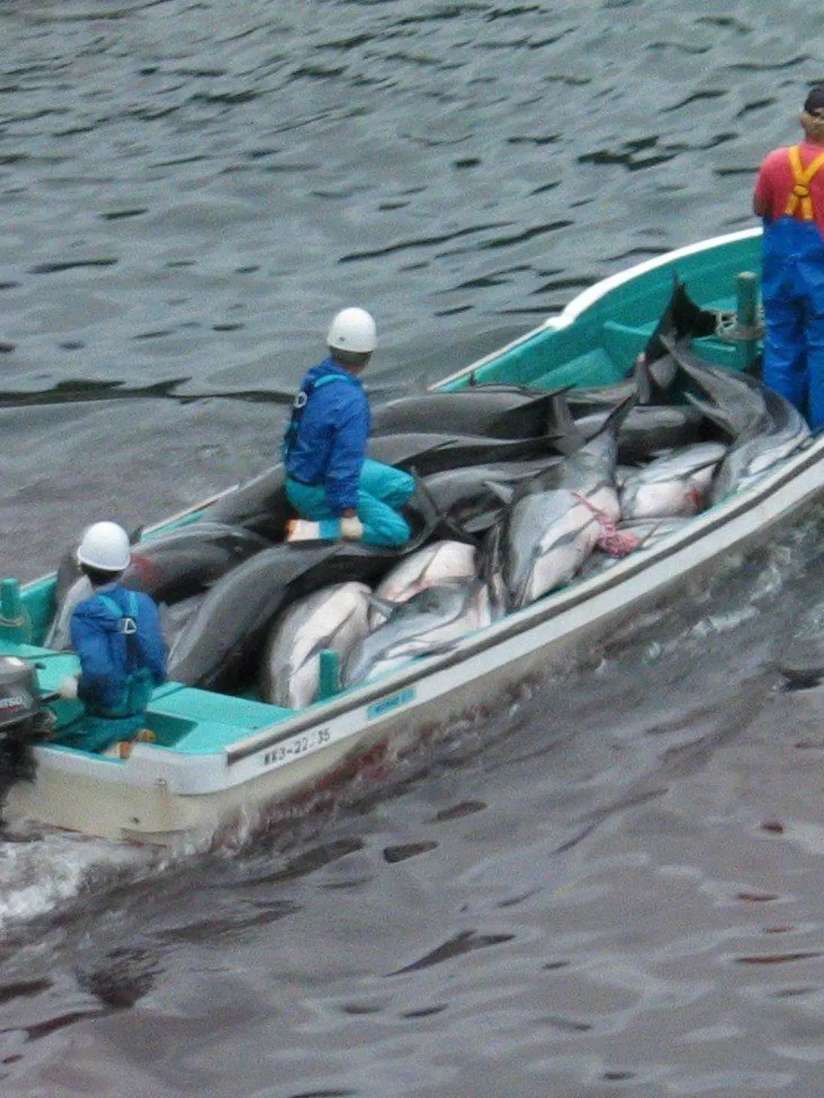 FILE - An undated handout photograph released by Sea Shepherd Conservation showing Japanese fishermen with slaughtered dolphins in Taiji, Japan. EPA/SEA SHEPHERD CONSERVATION / HANDOUT MANDATORY CREDIT EDITORIAL USE ONLY/NO SALES  (zu dpa 0328 vom 20.01.2014) +++(c) dpa - Bildfunk+++