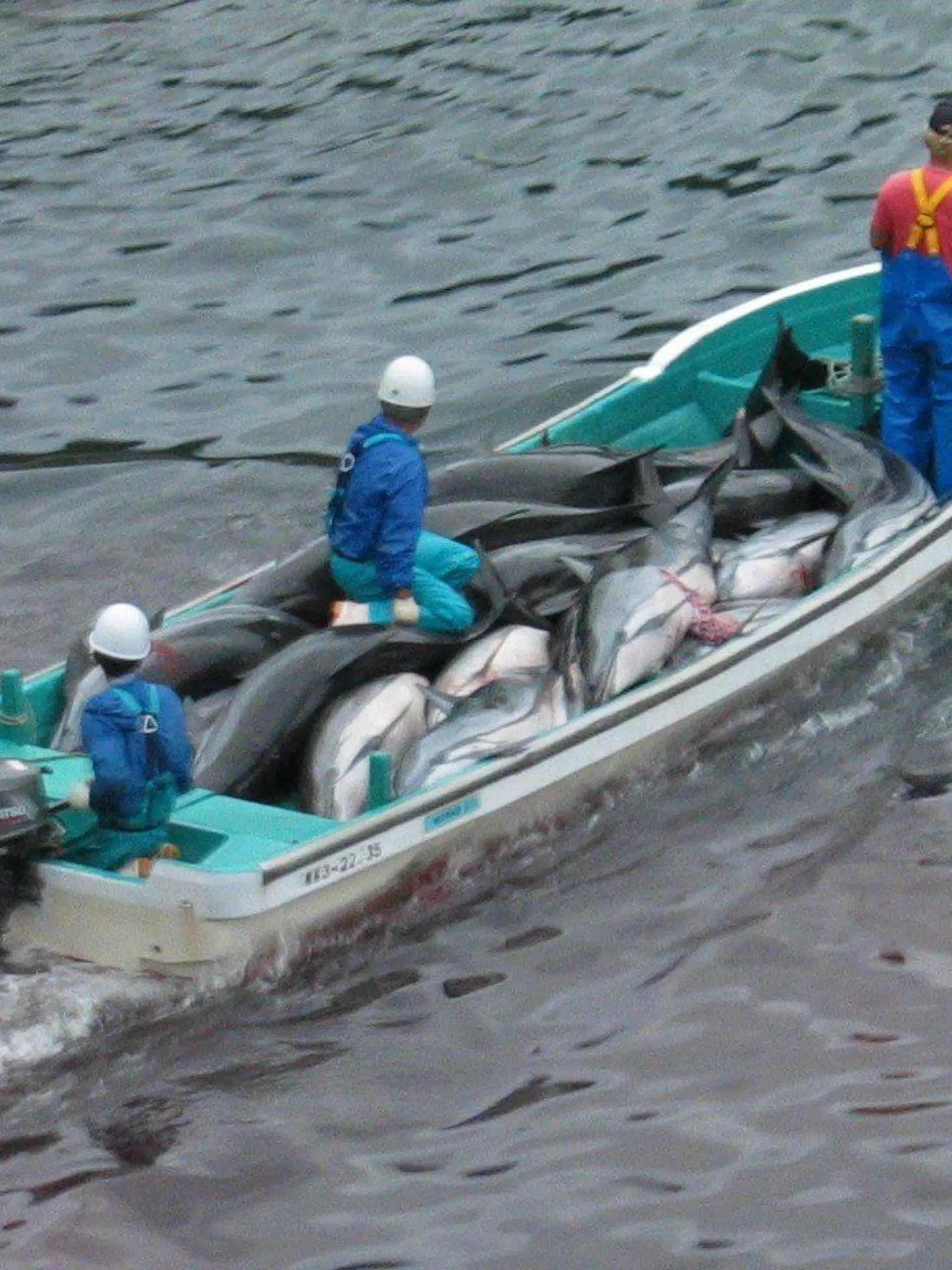 FILE - An undated handout photograph released by Sea Shepherd Conservation showing Japanese fishermen with slaughtered dolphins in Taiji, Japan. EPA/SEA SHEPHERD CONSERVATION / HANDOUT MANDATORY CREDIT EDITORIAL USE ONLY/NO SALES  (zu dpa 0328 vom 20.01.2014) +++(c) dpa - Bildfunk+++