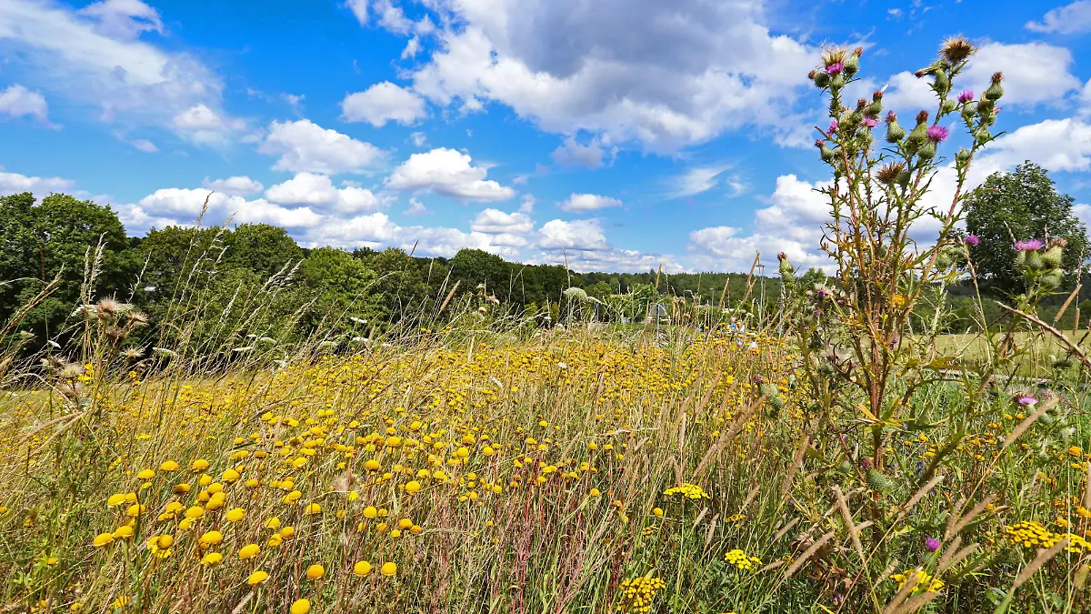  Hier blueht es fuer Bienen, Hummeln und Co., Siegener Blütenzauber, Netzwerk bluehende Landschaft, Sommer im Siegerland, Wildblumen bluehen auf einer Wiese in Siegen Giersberg Wildblumen im Siegerland am 28.07.2020 in Siegen/Deutschland. *** Here it blooms for bees, bumblebees and Co , Siegen flower magic, network blooming landscape, summer in the Siegerland, wild flowers blooming on a meadow in Siegen Giersberg Wild flowers in the Siegerland on 28 07 2020 in Siegen Germany