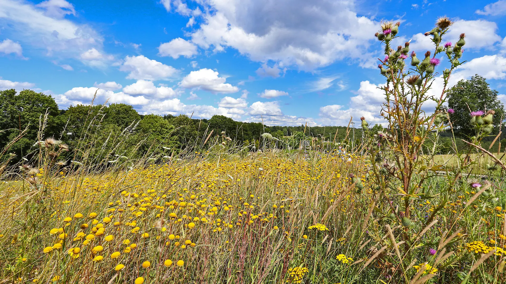 Hier blueht es fuer Bienen, Hummeln und Co., Siegener Blütenzauber, Netzwerk bluehende Landschaft, Sommer im Siegerland, Wildblumen bluehen auf einer Wiese in Siegen Giersberg Wildblumen im Siegerland am 28.07.2020 in Siegen/Deutschland. *** Here it blooms for bees, bumblebees and Co , Siegen flower magic, network blooming landscape, summer in the Siegerland, wild flowers blooming on a meadow in Siegen Giersberg Wild flowers in the Siegerland on 28 07 2020 in Siegen Germany