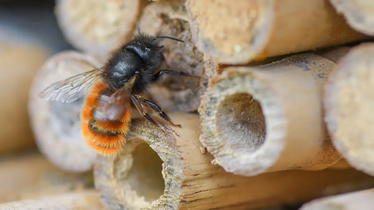 PRODUKTION - 11.05.2021, Brandenburg, Frankfurt (Oder): Eine Gehörnte Mauerbiene (Osmia cornuta) an einem speziellen Insektenhotel in einer Obstplantage. Bei Bienen denkt fast jeder erstmal an die Honigbiene. Doch gerade die weniger bekannten Wildbienen sind gefährdet. Foto: Patrick Pleul/dpa-Zentralbild/ZB +++ dpa-Bildfunk +++