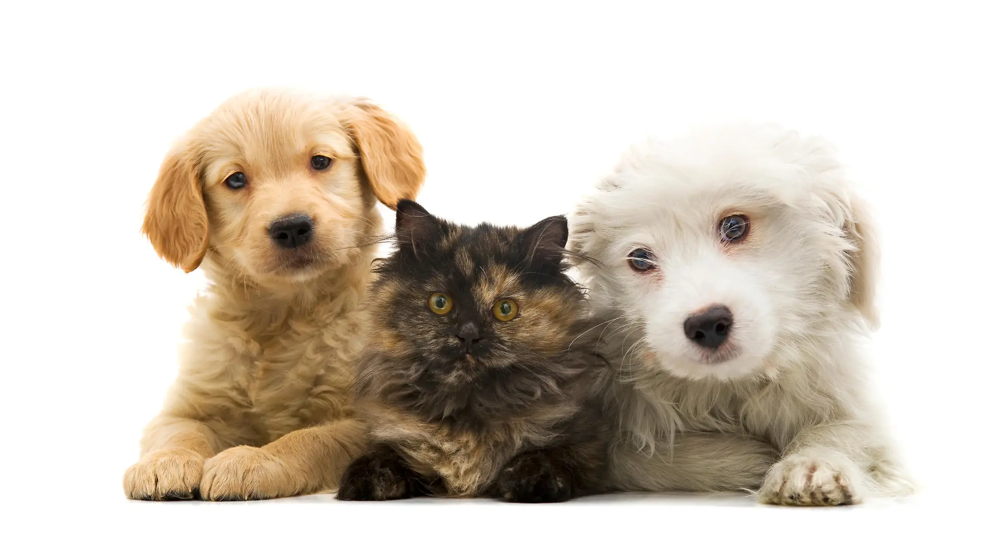 Süß: Zwei junge Hunde und eine Katze (in der Mitte) schauen direkt in die Kamera.
