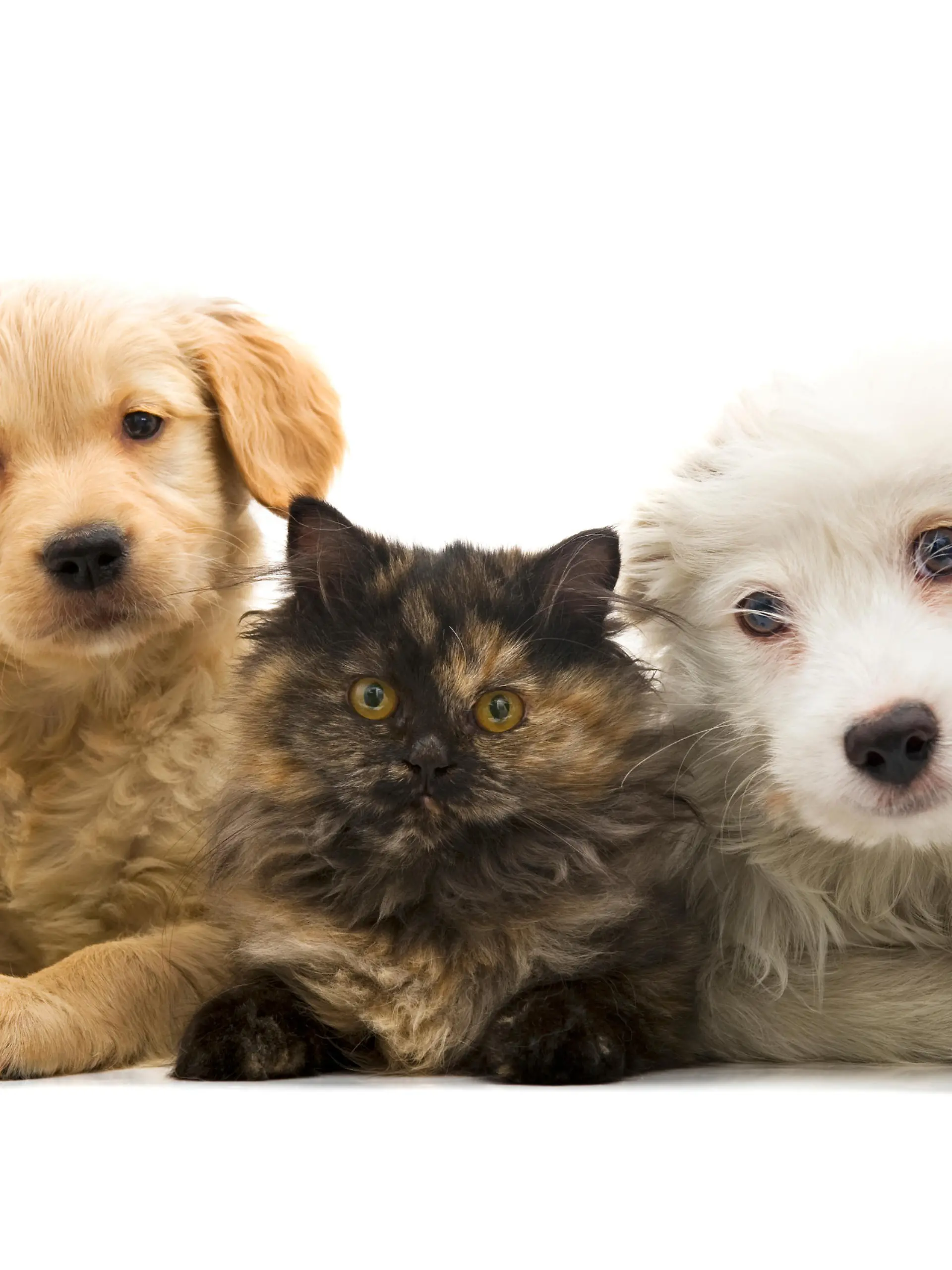 Süß: Zwei junge Hunde und eine Katze (in der Mitte) schauen direkt in die Kamera.